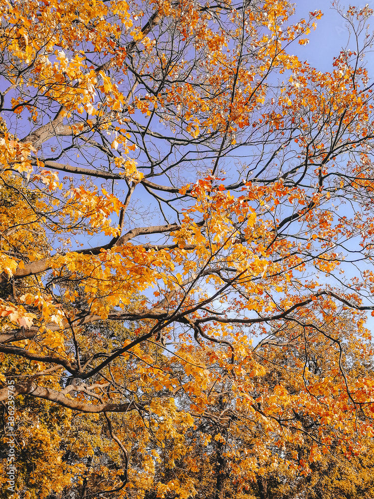 autumn in the park autumn in the park