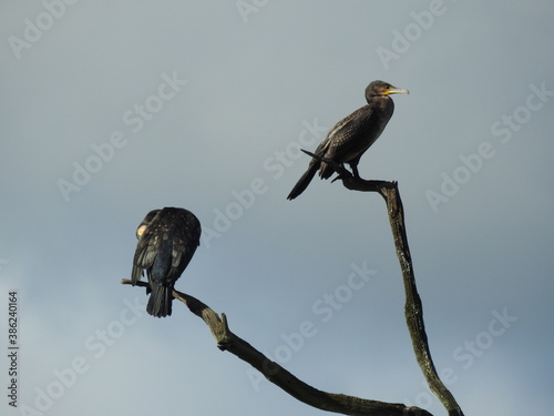 Two cormorants 
