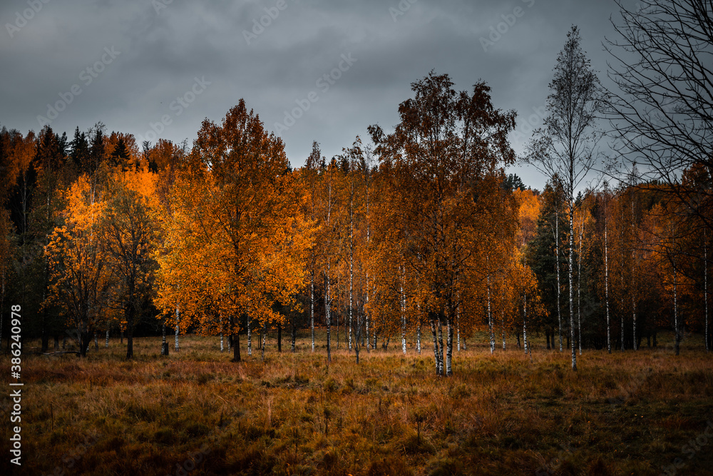 Fototapeta premium Scenic autumn view with orange colors