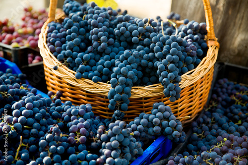 Grape harvest in the vineyard. Close-up of red and black clusters of Pinot Noir grapes collected in boxes and ready for wine production. photo
