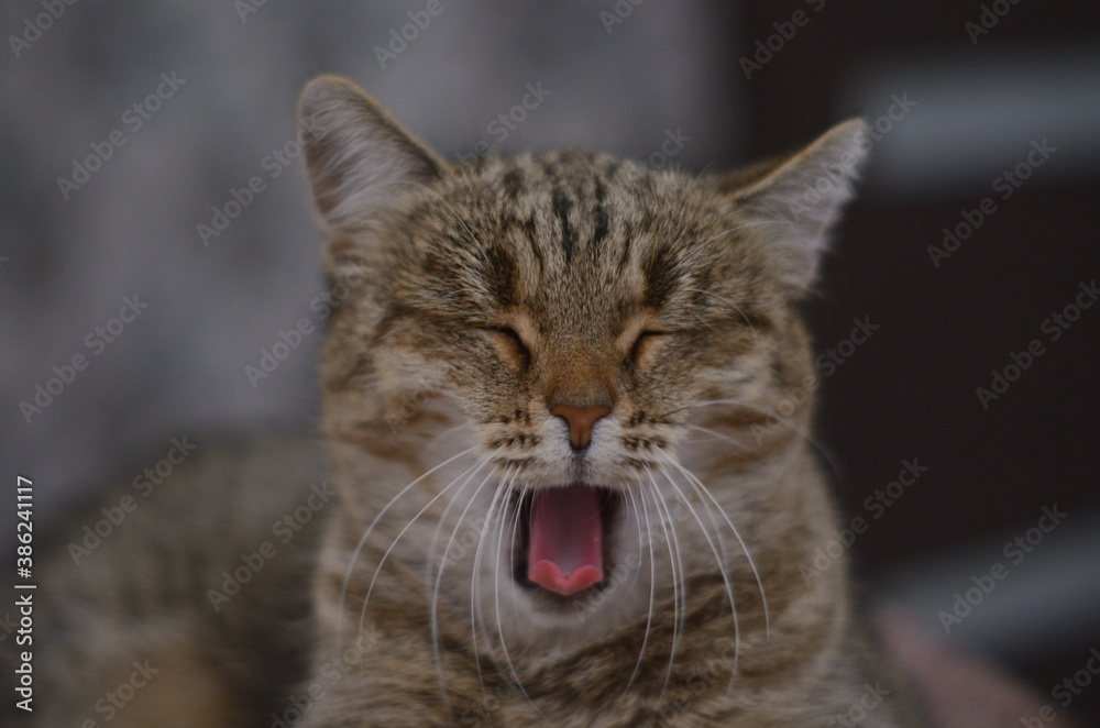 A cat that lies on the bed and yawns .