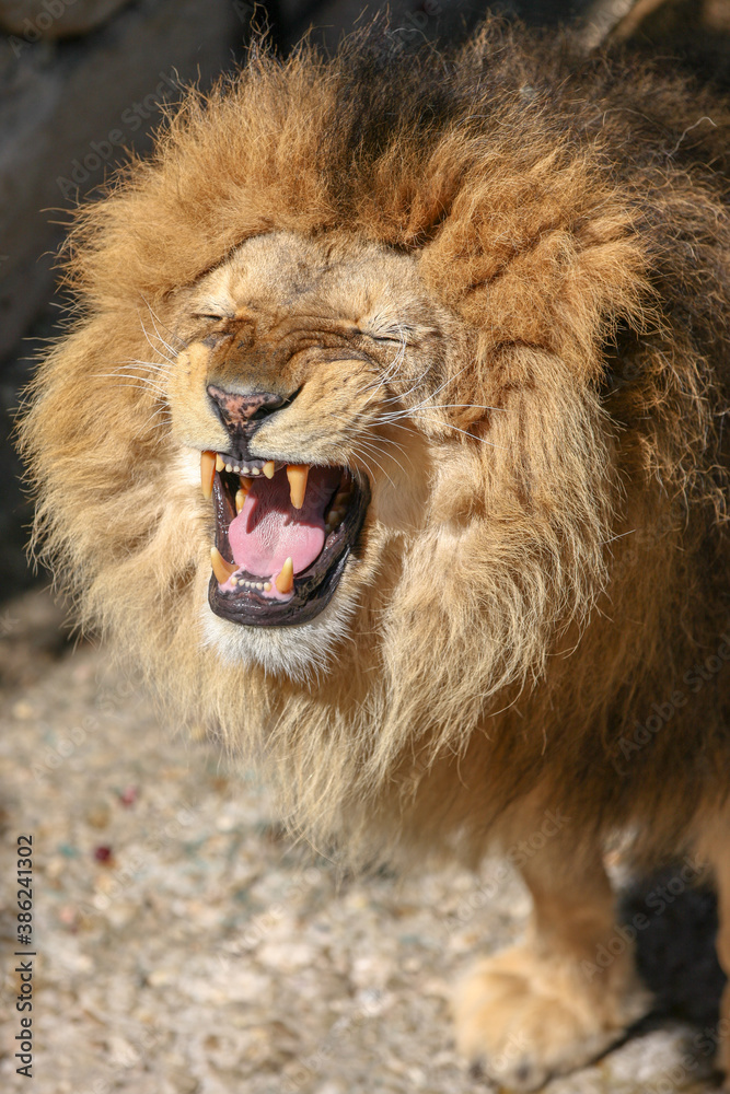 Beautiful large male lion shows off its toothy mouth