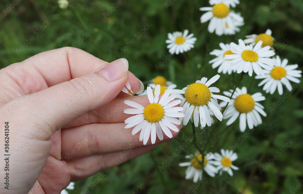 bush of white daisies in the garden. chamomile divination bush of white daisies in the garden. chamomile divination
