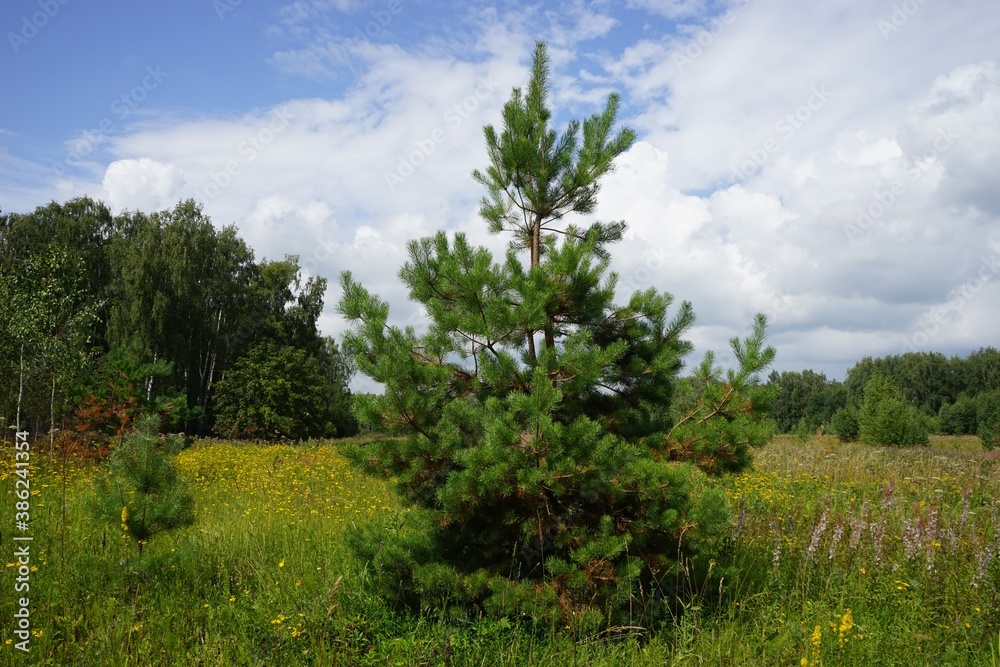 spruce in a field near Moscow