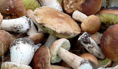 Boletus edulis - A lot of White Mushroom / Many porcini mushrooms / Many ceps