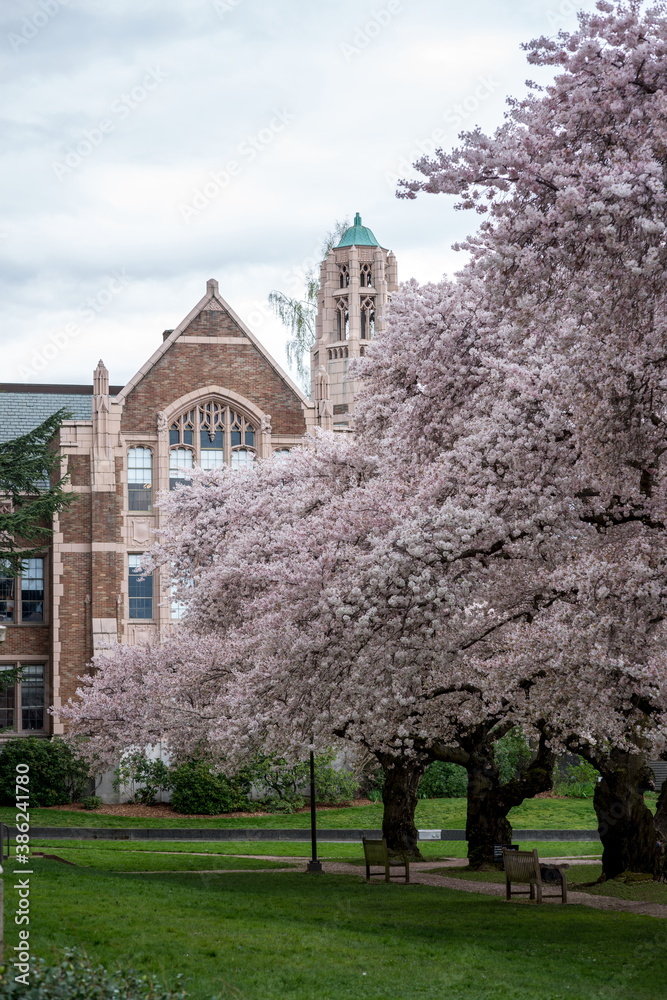 Beautiful Cherry Blossoms at University