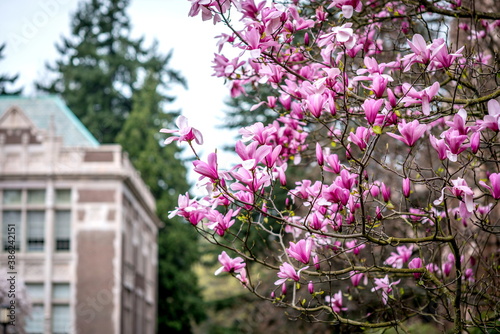 Beautiful Magnolia Flower at University © Nadia