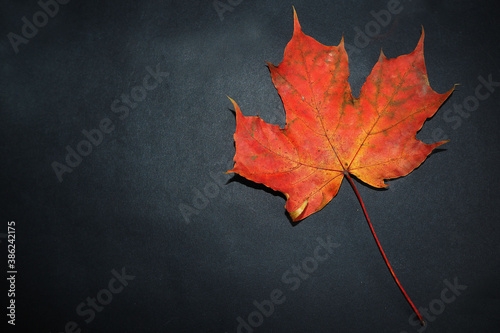 close up red dry maple leaf on black background top view . autumn colors