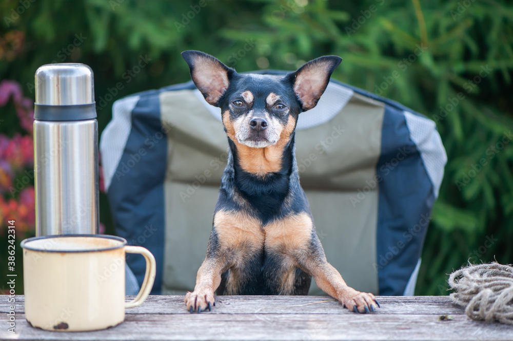 Tourism and camping theme with dog. A cute dog sits outdoors in an equipped camp on a camping chair, looks into the camera