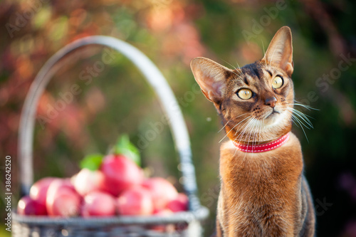Нarvest of apples in a basket and a very beautiful Abyssinian cat. Close-up cat portrait, cat looks attentively © Mariana