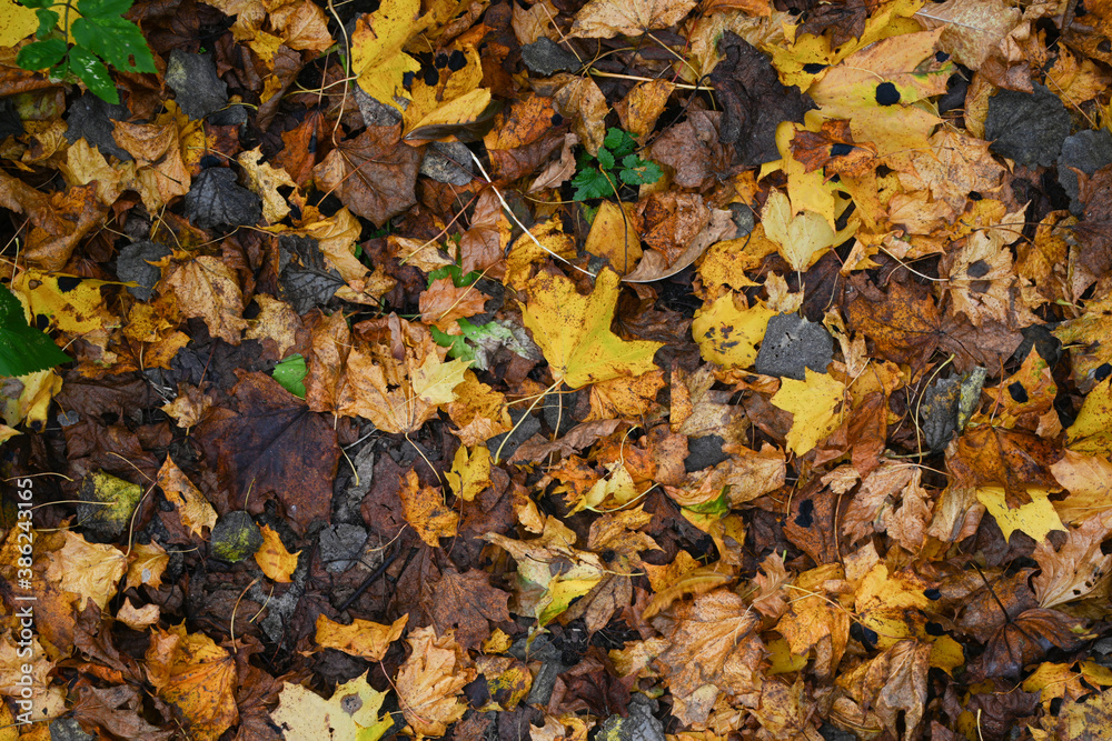 Colorful backround image of fallen autumn leaves perfect for seasonal use