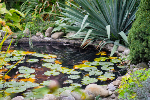 Close up of flower bed in the garden with a pond and big yucca plant. Selective focus.