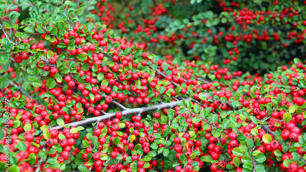 Decorative beautiful shrub, cotoneaster with green leaves and red berries in autumn. Sunny day. 