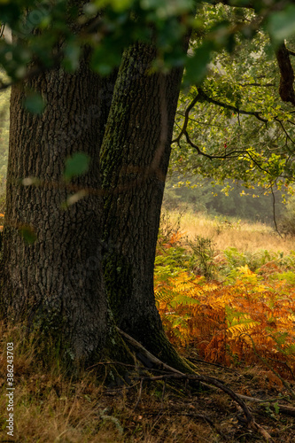 a morning in the wahner heide photo