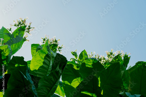 tobacco flower