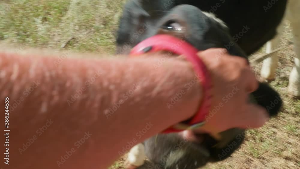 Balck and white calf licks man's hand and man pets a calf.