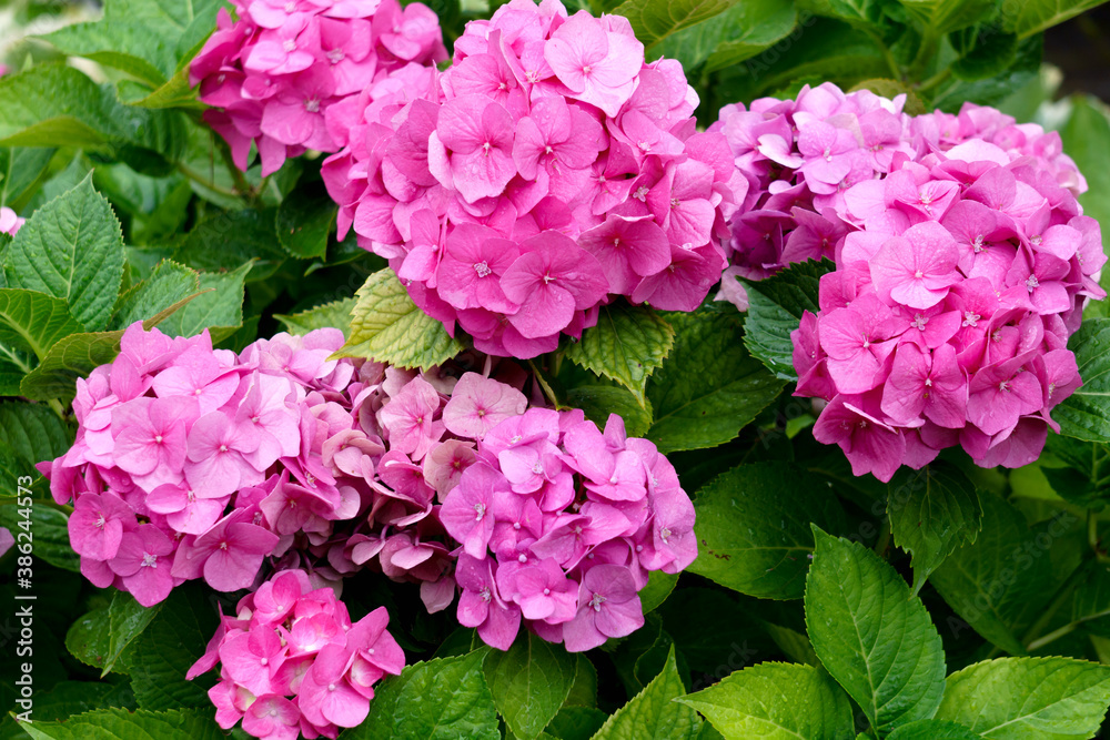 Beautiful pink hydrangea with inflorescences and green leaves. Beautiful pink hydrangea with inflorescences and green leaves.