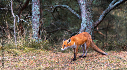 Red-haired young Fox in the forest.