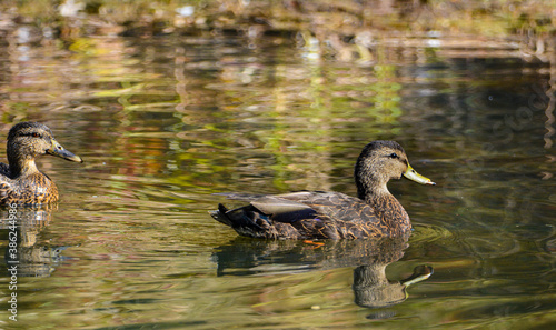 Ducks in the fall colors in Canadian forest, Quebec