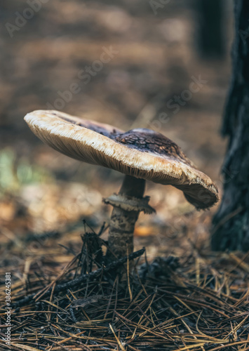 White autumn mushrooms. Beautiful natural autumn landscape 