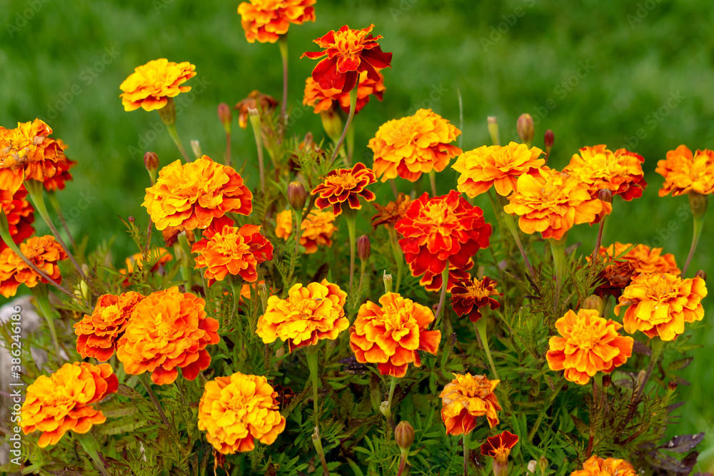 Multicolored marigold flowers in the garden on the flowerbed.