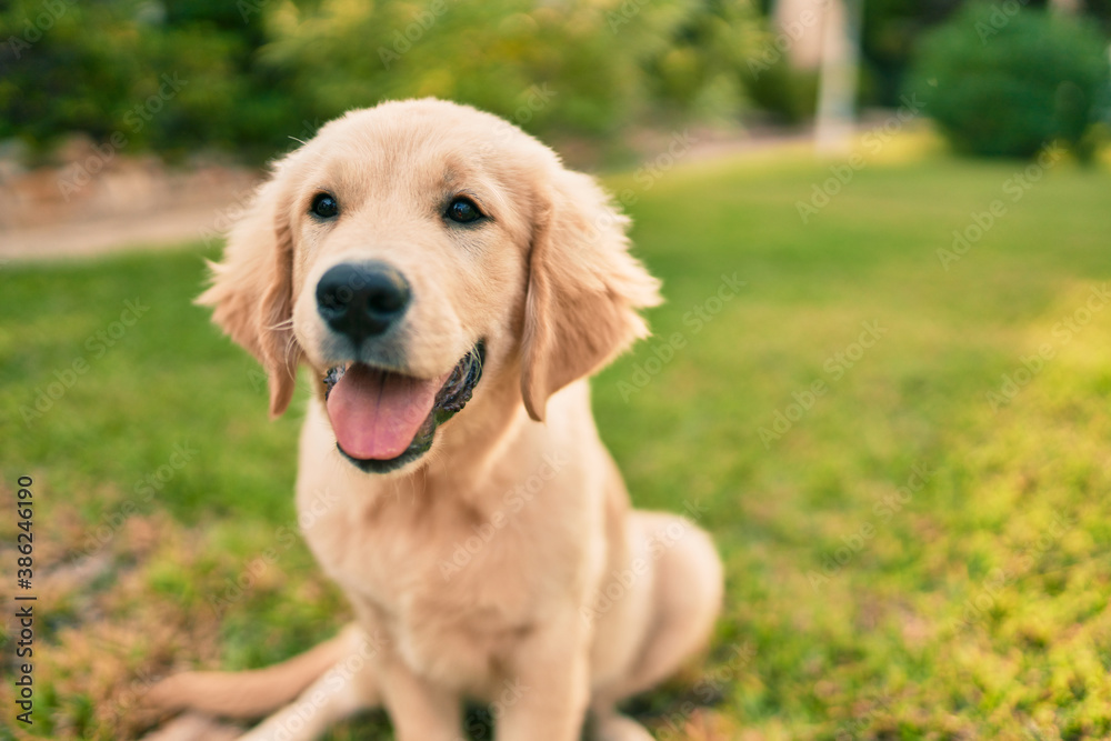 Beautiful and cute golden retriever puppy dog having fun at the park sitting on the green grass. Lovely labrador purebred doggy Beautiful and cute golden retriever puppy dog having fun at the park sitting on the green grass. Lovely labrador purebred doggy