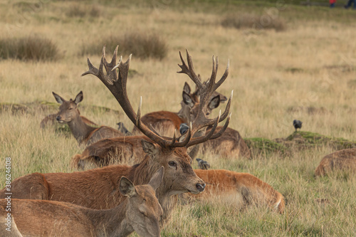 Adult red deer resting on the grass with his herd during rutting season at Richmond Park, London, United Kingdom