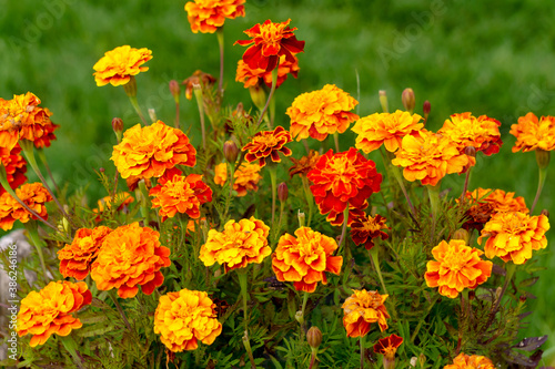 Multicolored marigold flowers in the garden on the flowerbed. © lizaveta25