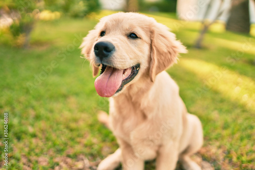 Beautiful and cute golden retriever puppy dog having fun at the park sitting on the green grass. Lovely labrador purebred doggy