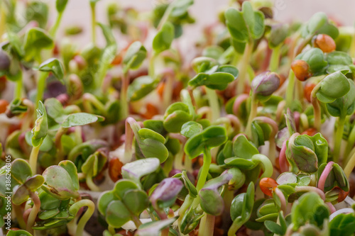 The microgreen in plastic trays for planting young plants. Microgreen are young vegetable green or sprouts, raw living sprouts vegetable germinated from quality organic plants seeds.