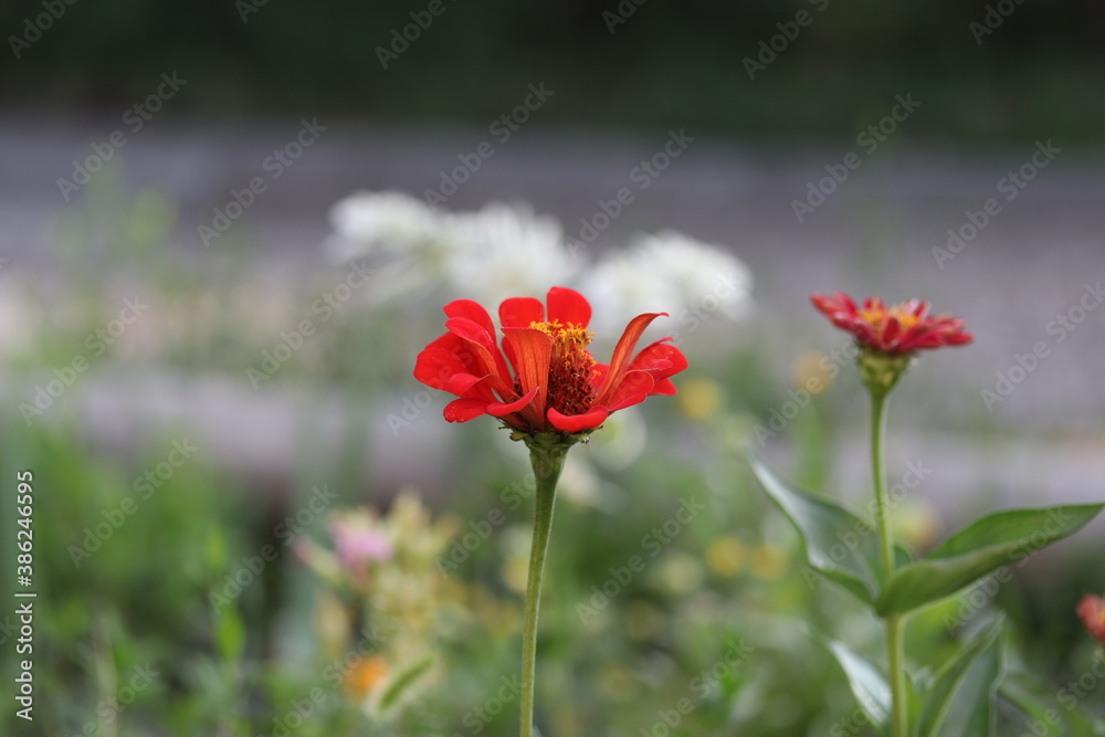 Obraz premium red flower isolated, plant, summer, garden, beauty, bloom, blossom, flora, beautiful, petal, meadow, floral, macro