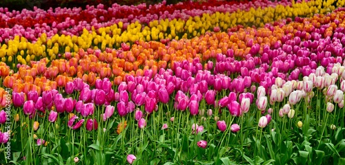 fields of tulips, holland tulip festival, rows of tulips, pink, yellow, orange © SDR2