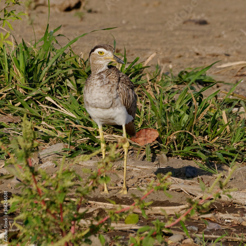 Double-striped Thick-knee (Burhinus bistriatus) at Tarcoles River, Costa Rica photo