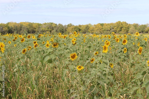 Field of sunflowers that will soon be ready to harvest