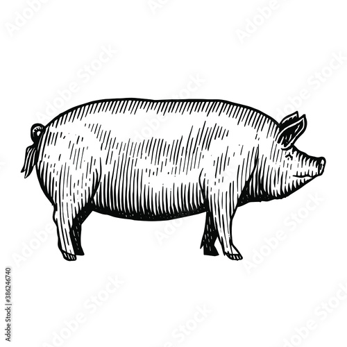 Illustration of a pig in a vintage woodcut style