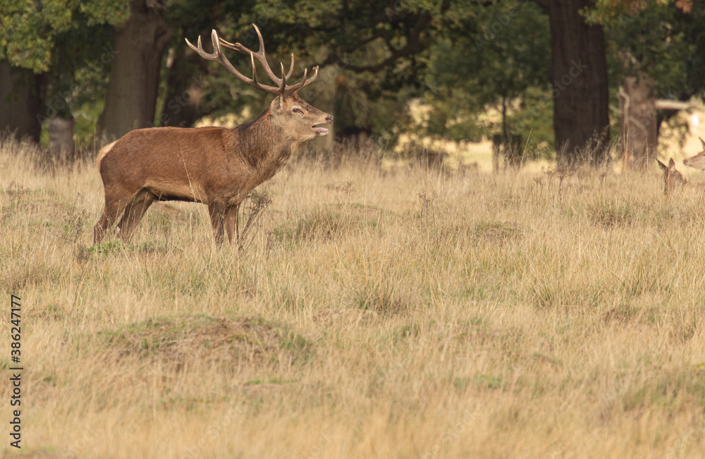 Adult red deer standing up and walking around his herd during rutting season at Richmond Park, London, United Kingdom. Rutting season last for 2 months during autumn Adult red deer standing up and walking around his herd during rutting season at Richmond Park, London, United Kingdom. Rutting season last for 2 months during autumn