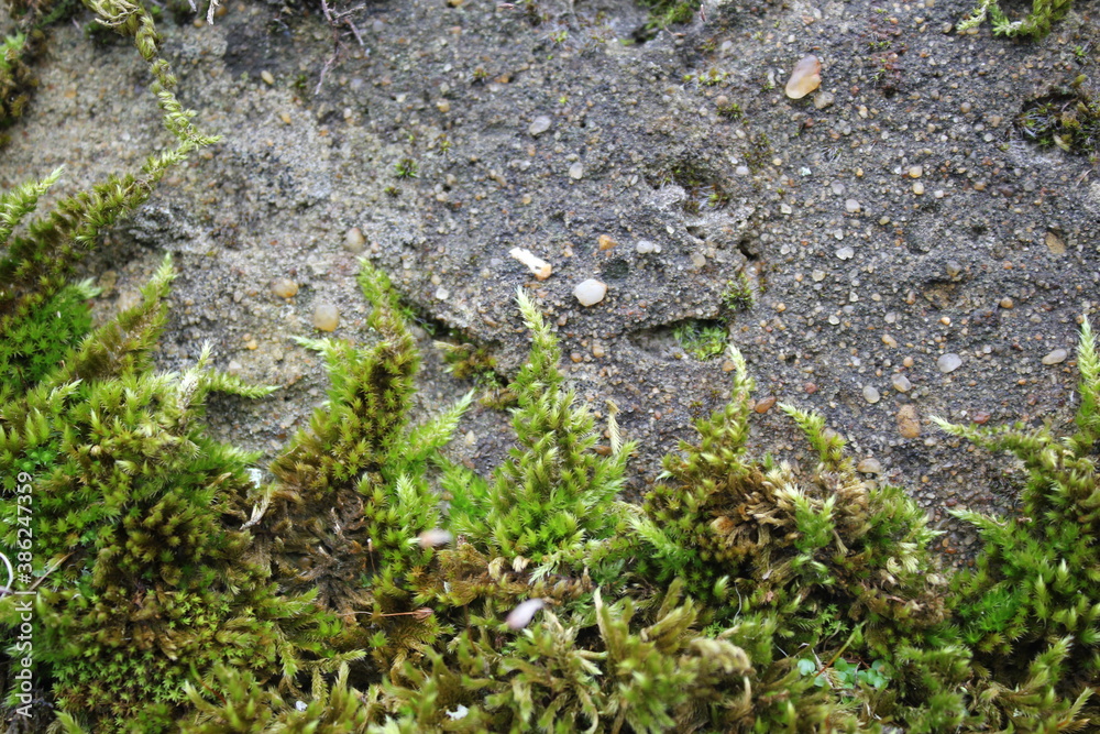grey rock and green moss frame around copy space grey rock and green moss frame around copy space
