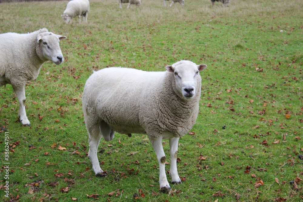 sheep in grass farm field with copy space sheep in grass farm field with copy space