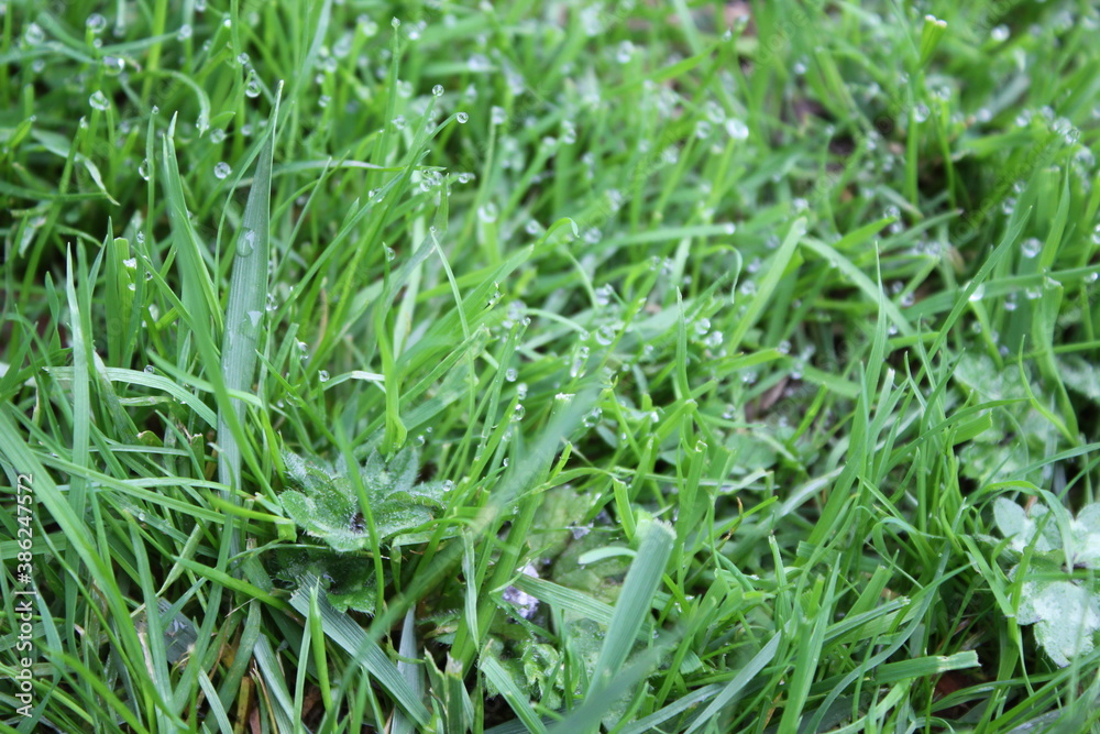 green grass background on meadow with drops of water dew in spring summer outdoors close-up macro. Beautiful artistic image of purity and freshness of nature, copy space. green grass background on meadow with drops of water dew in spring summer outdoors close-up macro. Beautiful artistic image of purity and freshness of nature, copy space.