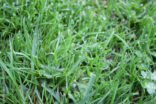 green grass background on meadow with drops of water dew in spring summer outdoors close-up macro. Beautiful artistic image of purity and freshness of nature, copy space.