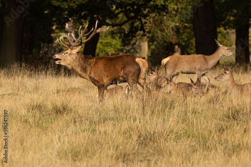 Adult red deer standing up and walking around his herd during rutting season at Richmond Park  London  United Kingdom. Rutting season last for 2 months during autumn