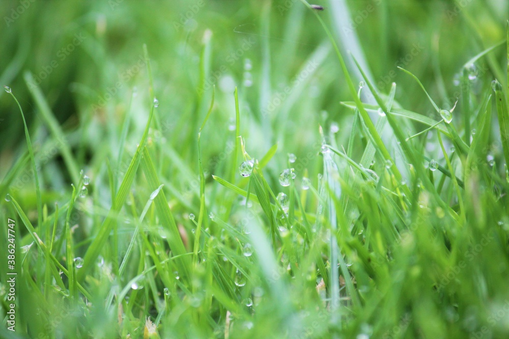 green grass background on meadow with drops of water dew in spring summer outdoors close-up macro. Beautiful artistic image of purity and freshness of nature, copy space. green grass background on meadow with drops of water dew in spring summer outdoors close-up macro. Beautiful artistic image of purity and freshness of nature, copy space.