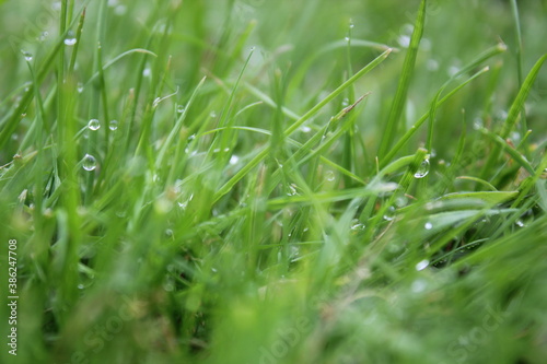 green grass background on meadow with drops of water dew in spring summer outdoors close-up macro. Beautiful artistic image of purity and freshness of nature, copy space.