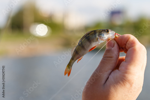Fototapeta Naklejka Na Ścianę i Meble -  Freshly caught European bass .  Fisherman caught bass.bass in hand.Fishing background.