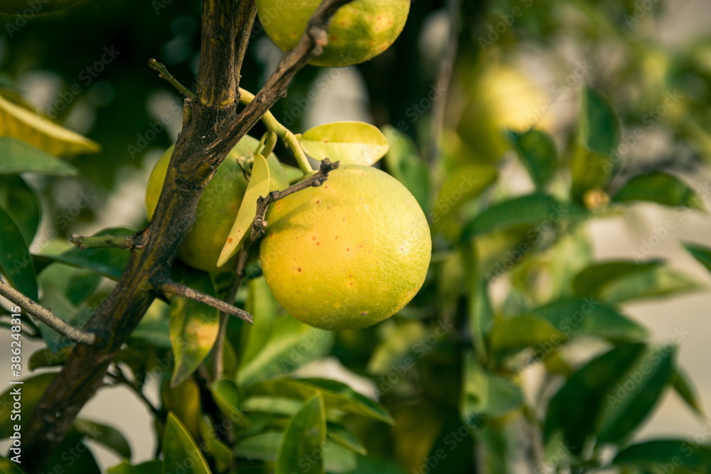 Growing lemon tree closeup outdoors