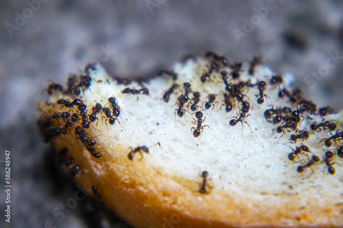 closeup ants eating fresh baked bread photo