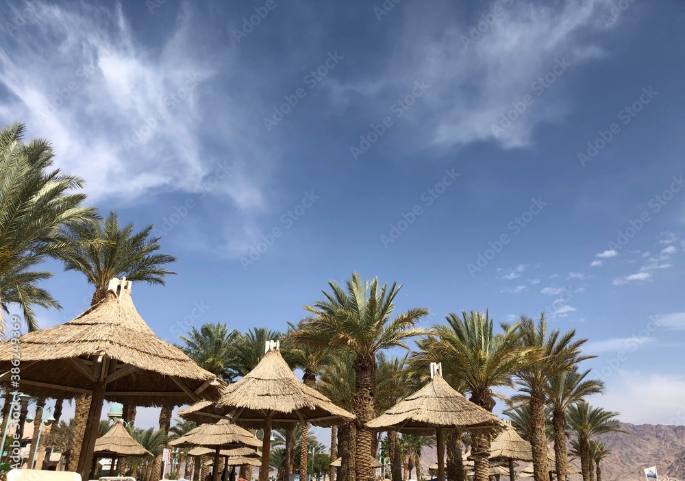 palm trees and blue sky