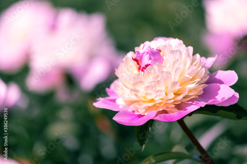 Beautiful pink peonies in the garden.
