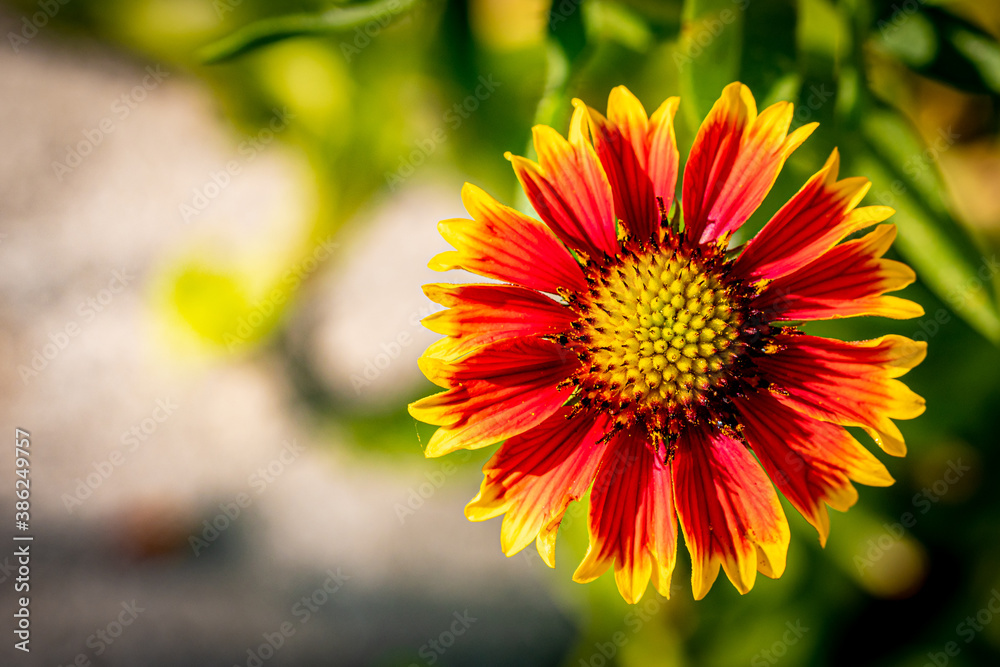 Red and Yellow Indian Blanketflower in the Garden Red and Yellow Indian Blanketflower in the Garden