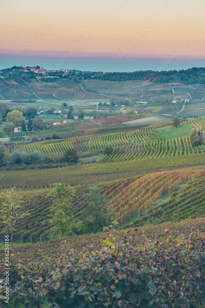 vineyards sunset, italian grapes hills, italy